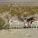 Burro (jumento, Equus africanus asinus) em ambiente natural