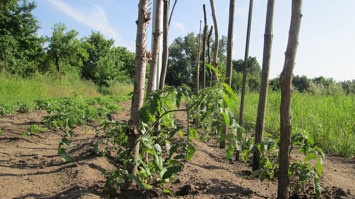 Como Plantar Tomate em Casa: Guia Completo Passo a Passo